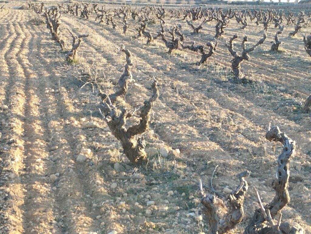 Vinea Clausa Bodega
