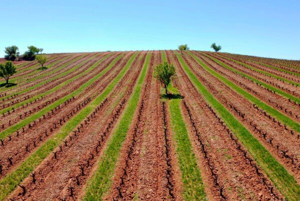 Bodegas Hnos. Pérez Pascuas | Viña Pedrosa - Ribera del Duero