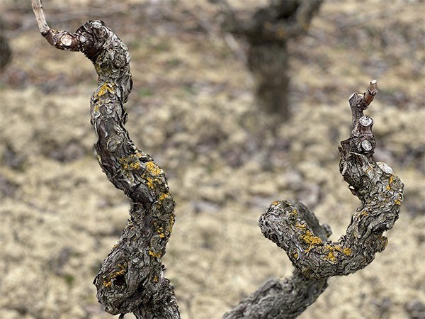 Zuzaran. Viñedos y Vinos.