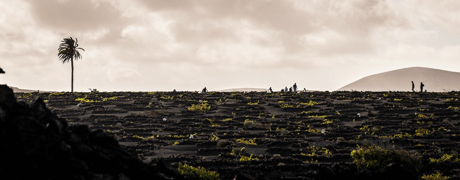 Bodegas Tisalaya