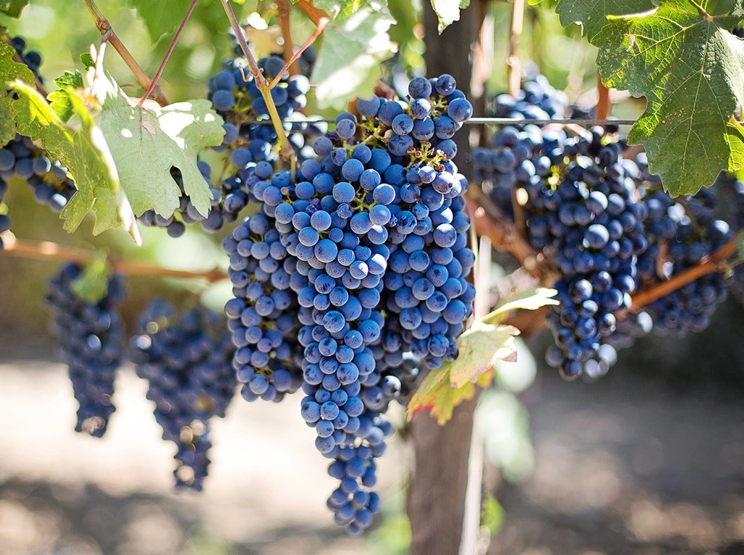 Bodegas Pigar