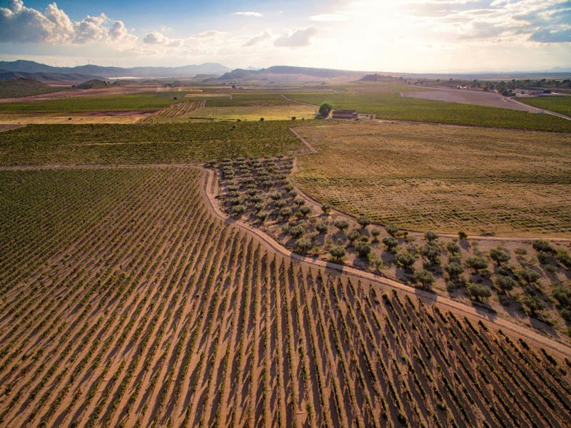 Bodegas Salzillo