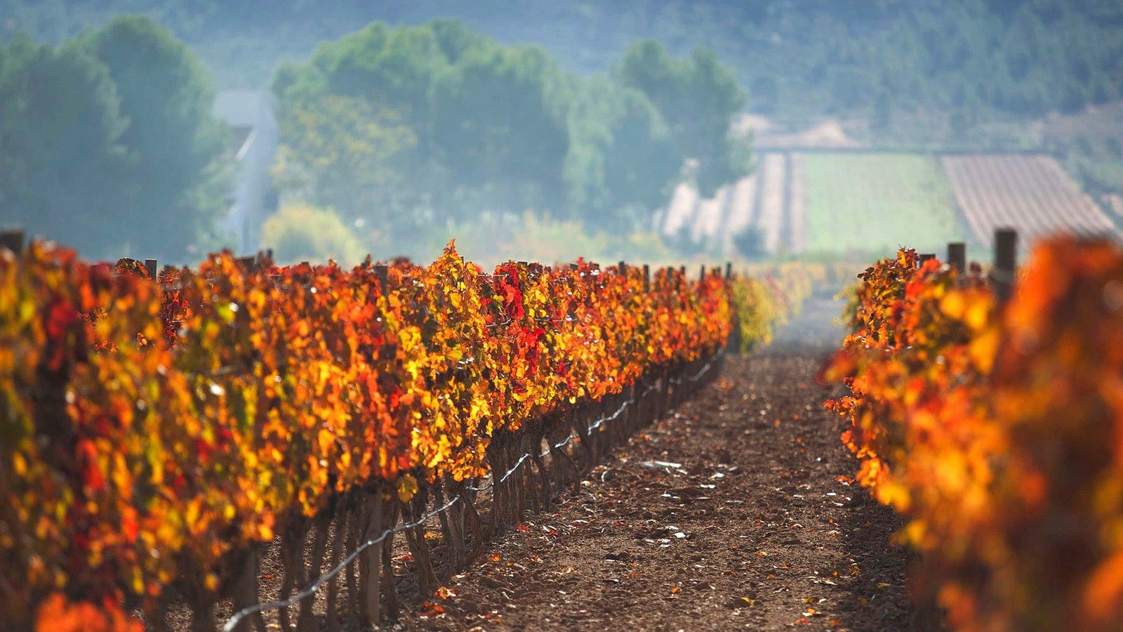 Bodegas Mendoza - Finca El Chaconero