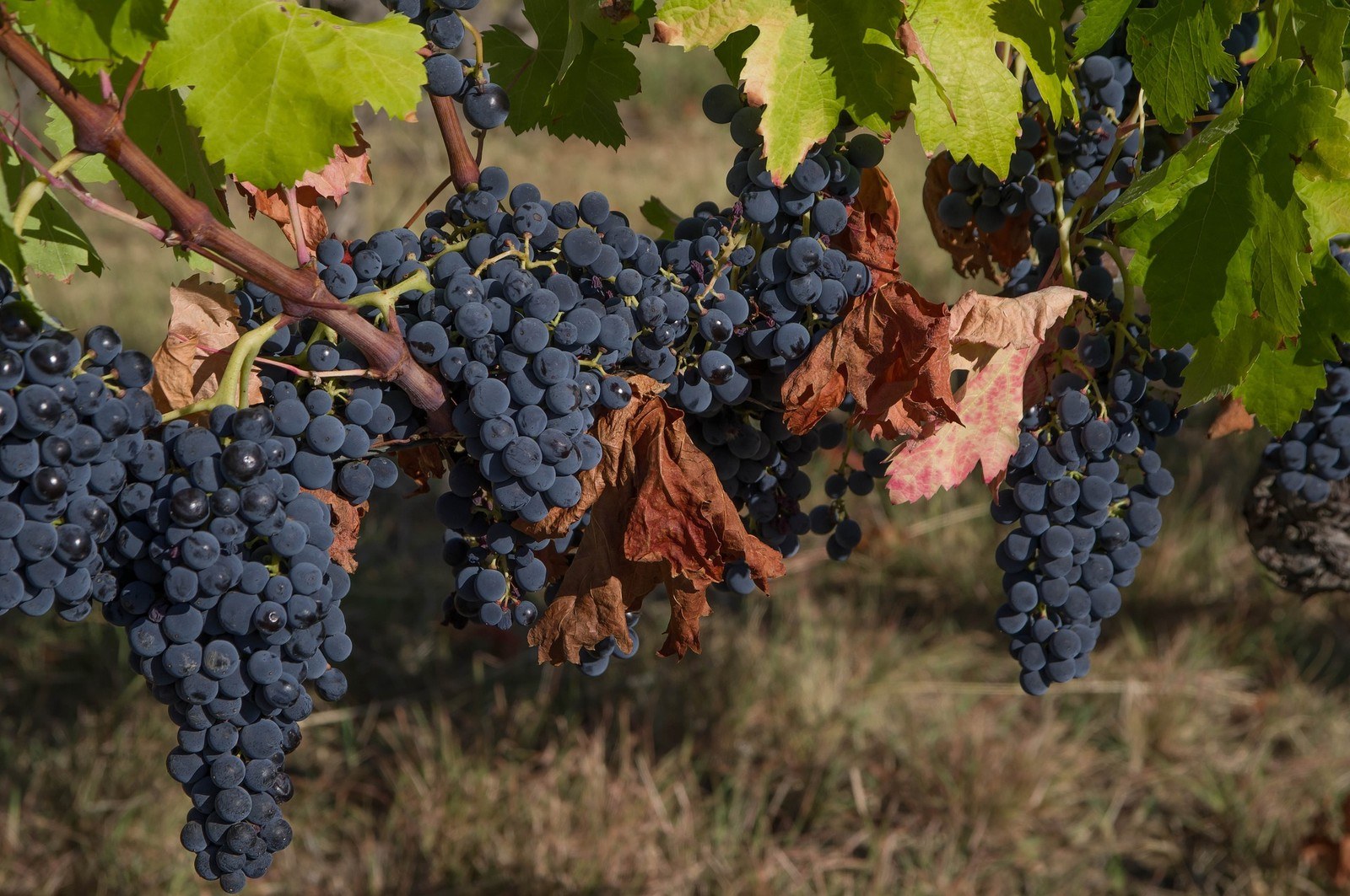 Bodegas Muñoz Martín