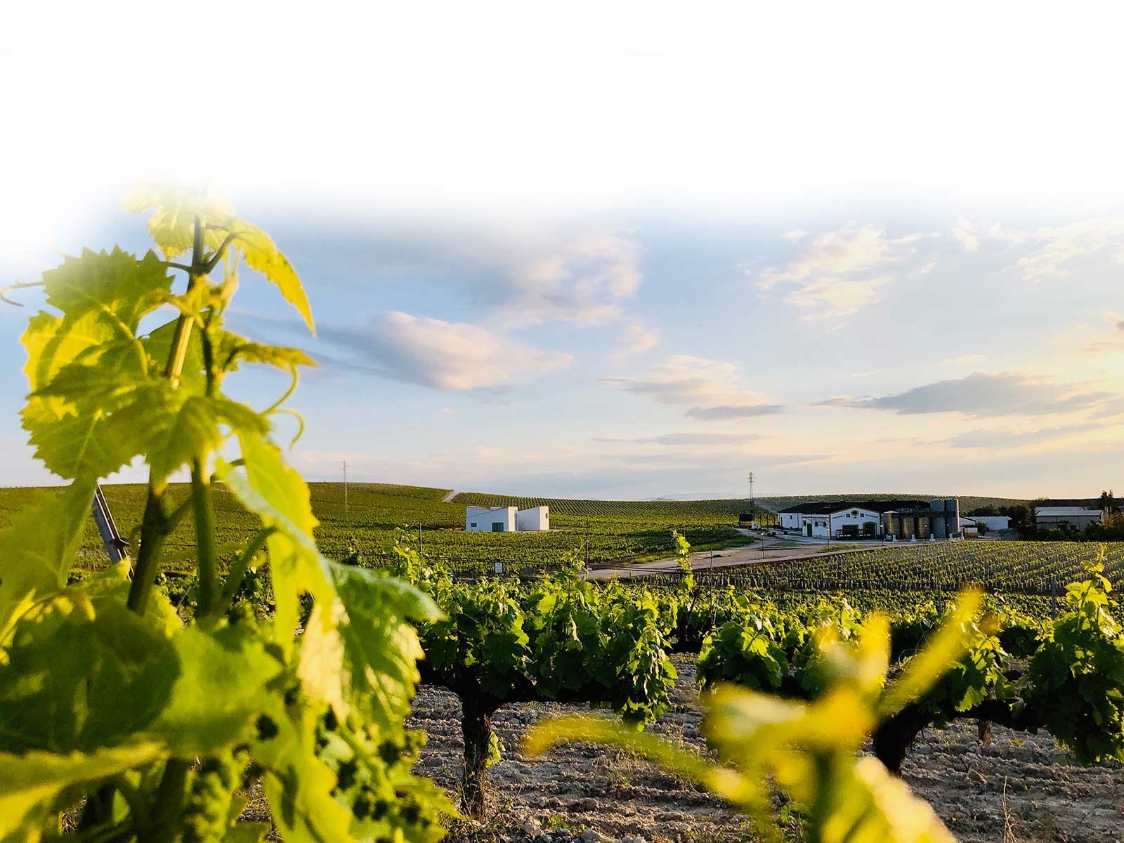 Bodegas EL MONTE
