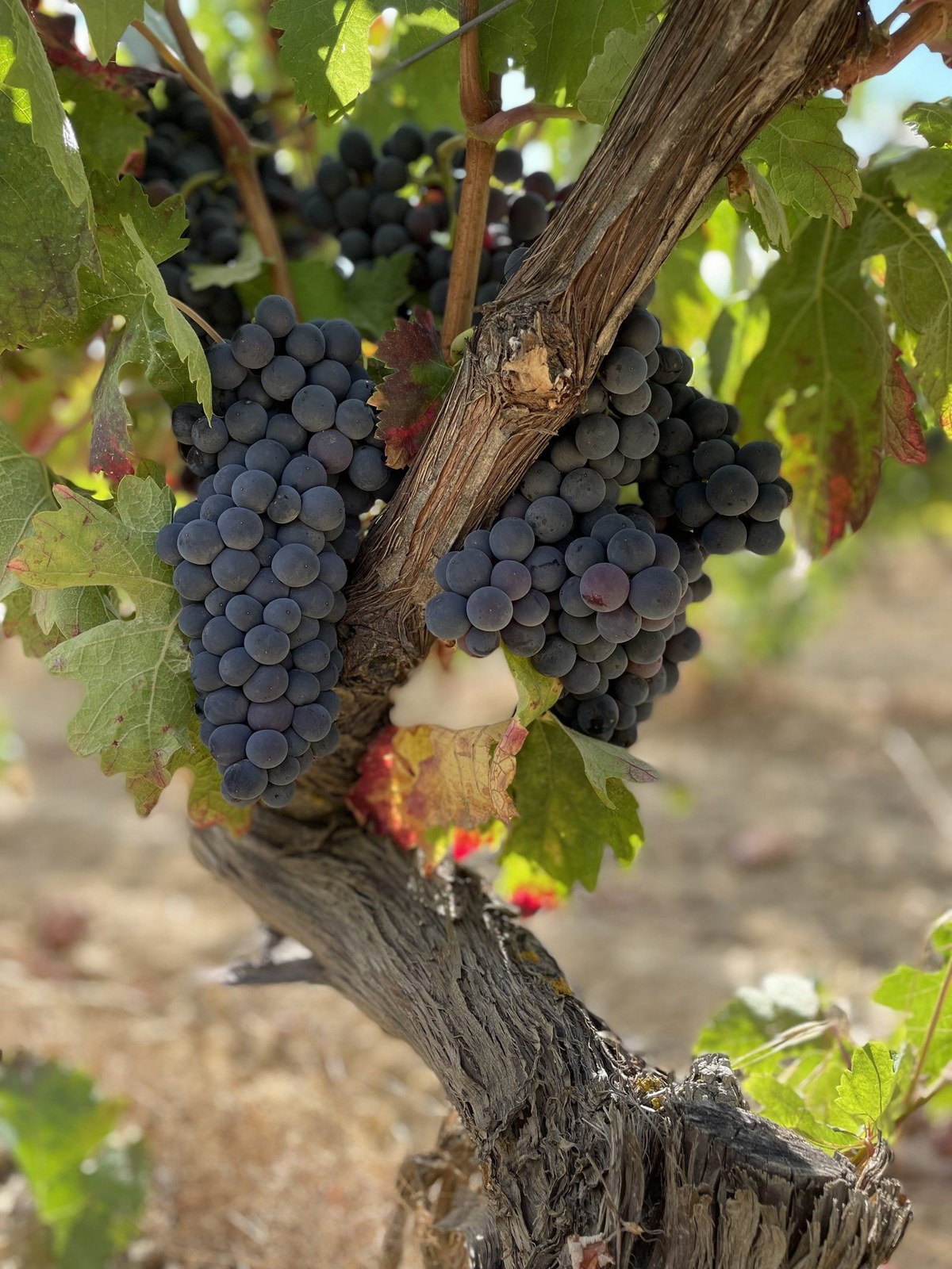 Bodegas Lagar de Zabala