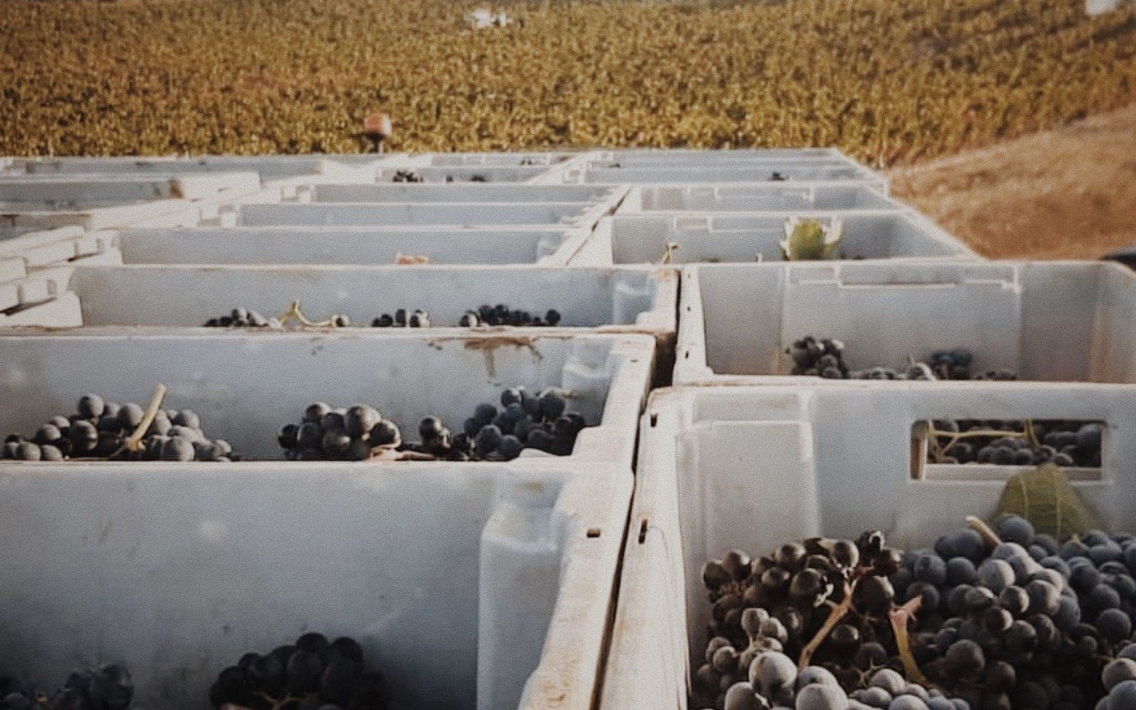 Bodegas Hermanos Peciña