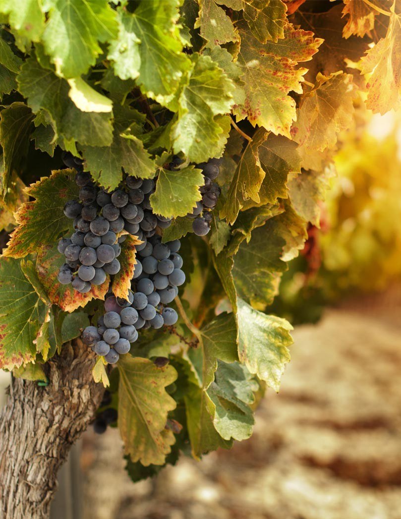 Bodega Valdelosfrailes