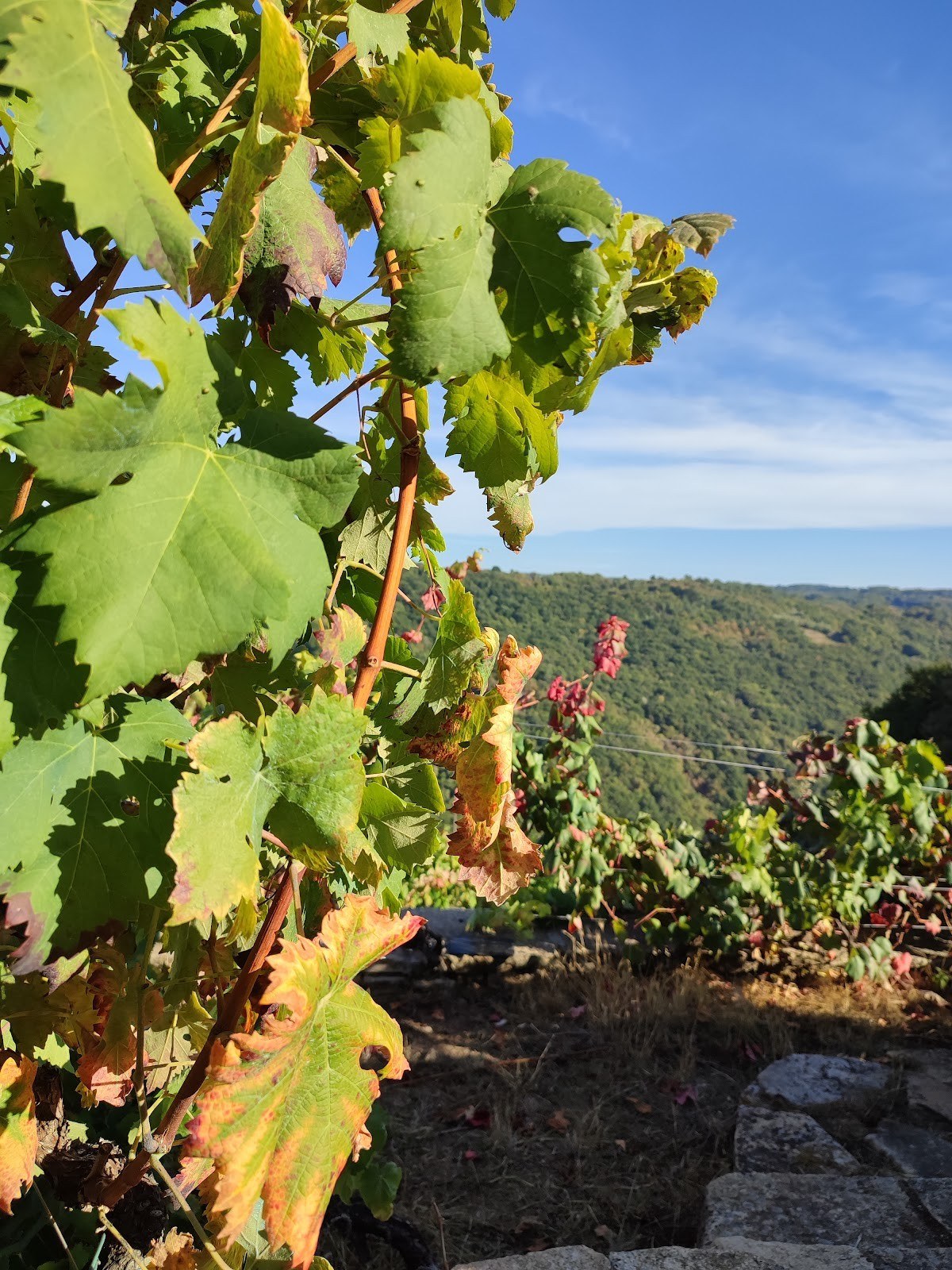 Finca Scintilla