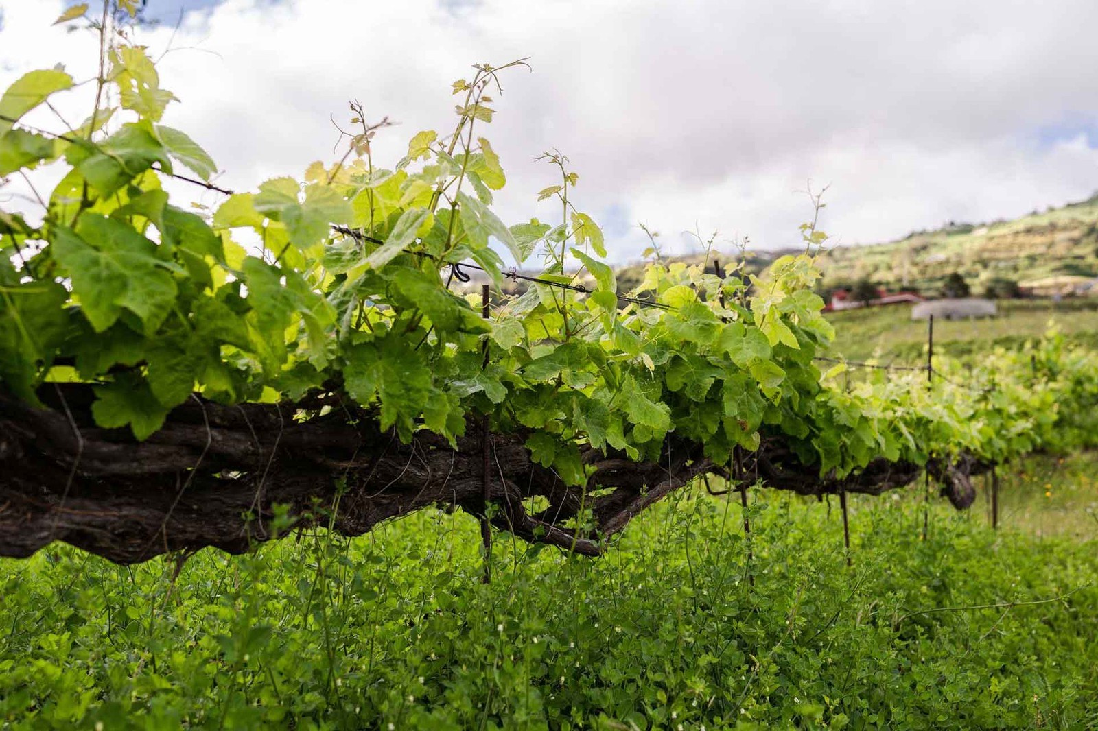 ATLANTE - Bodega Quinta de San Antonio