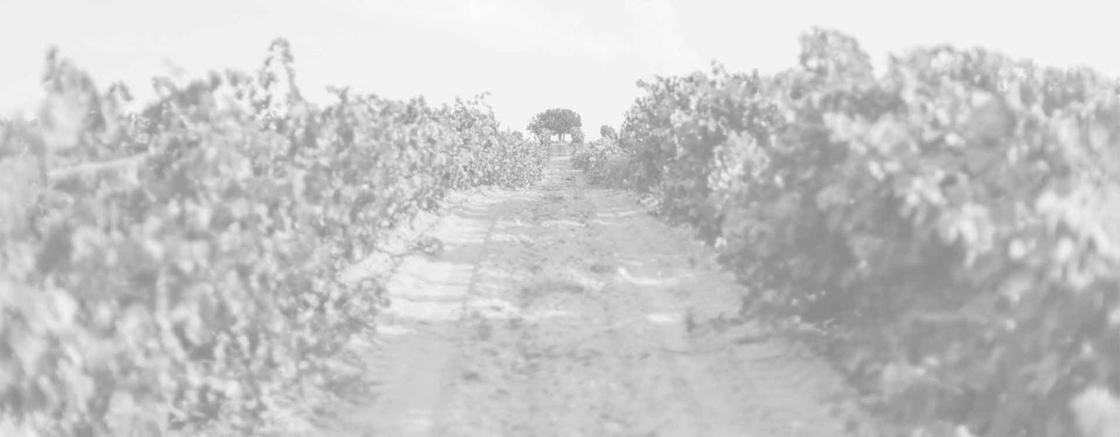 Viña Buena - Ribera del Duero
