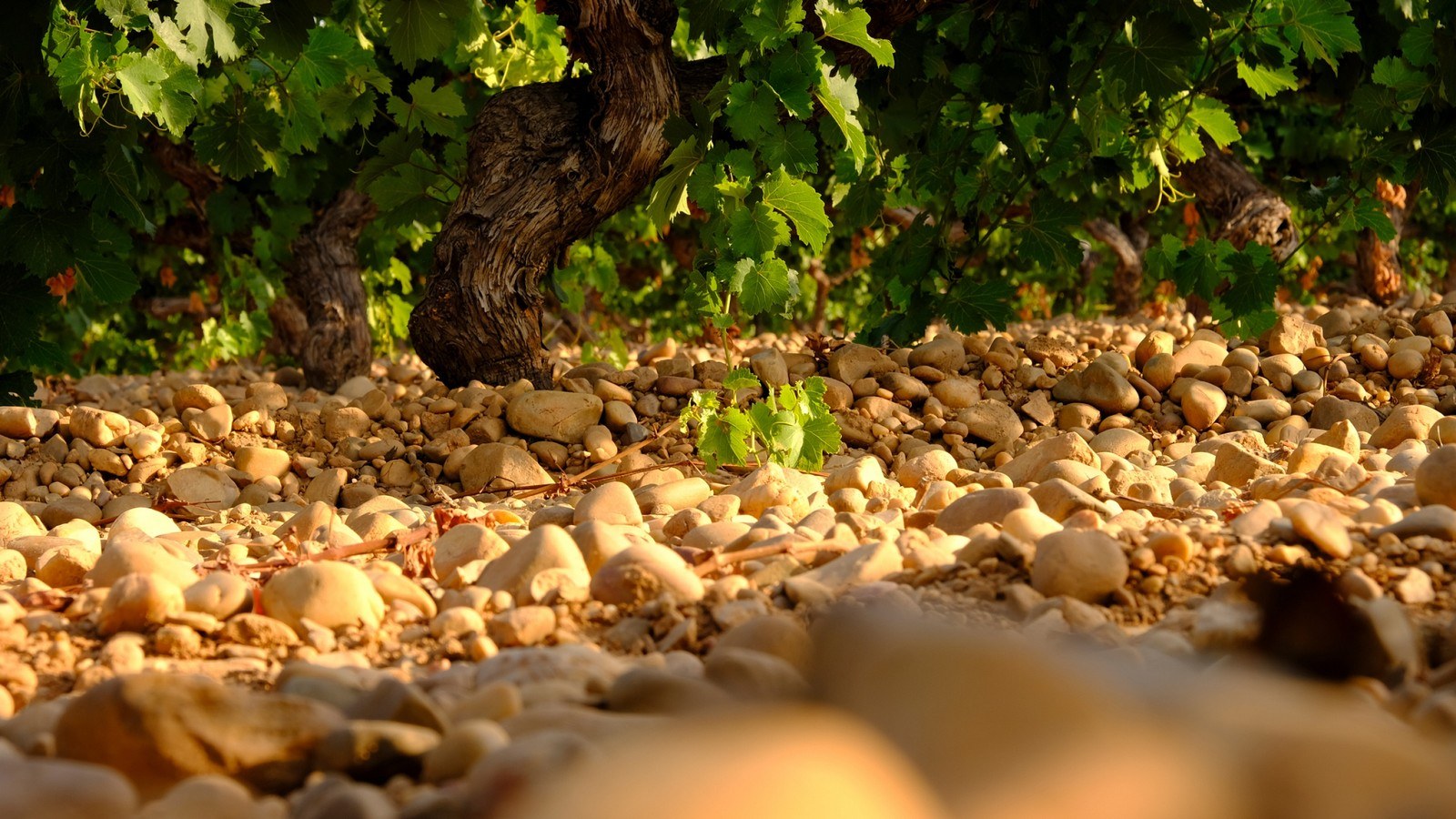 Bodegas Pedro Escudero - Wine Shop