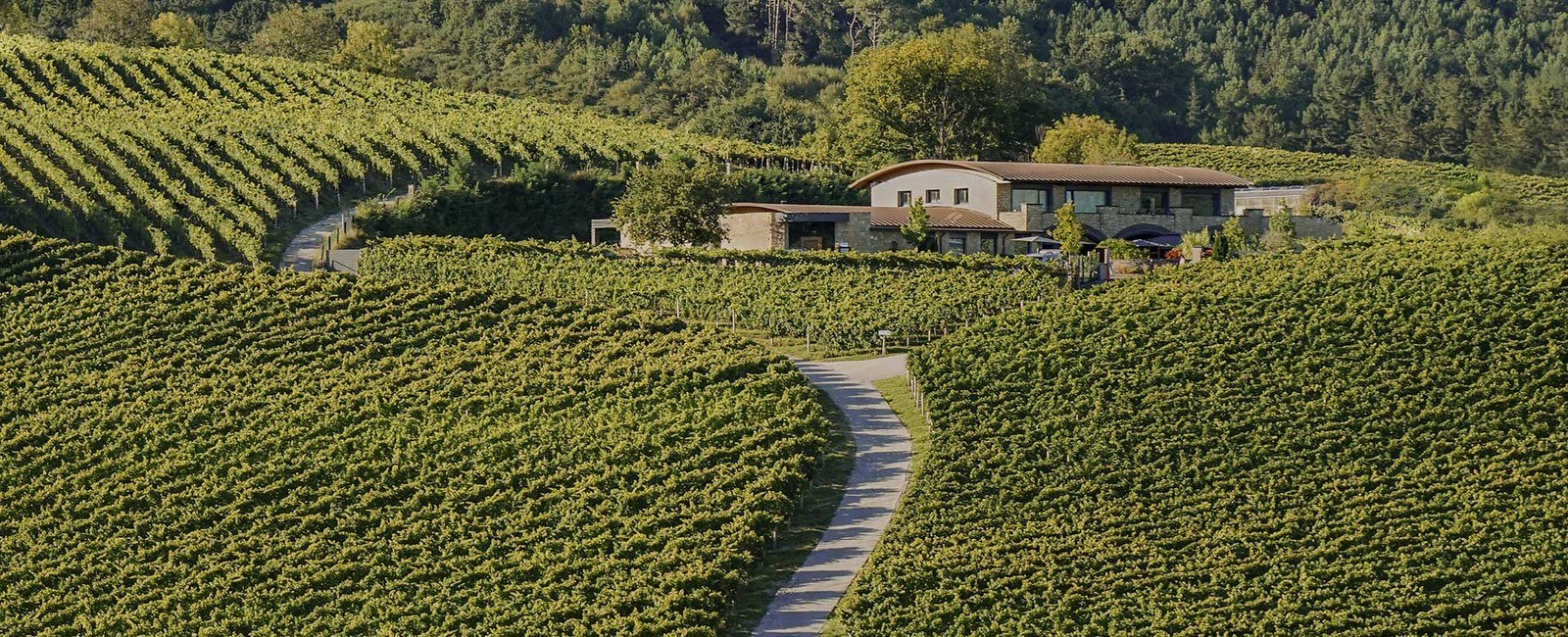Hiruzta Bodega