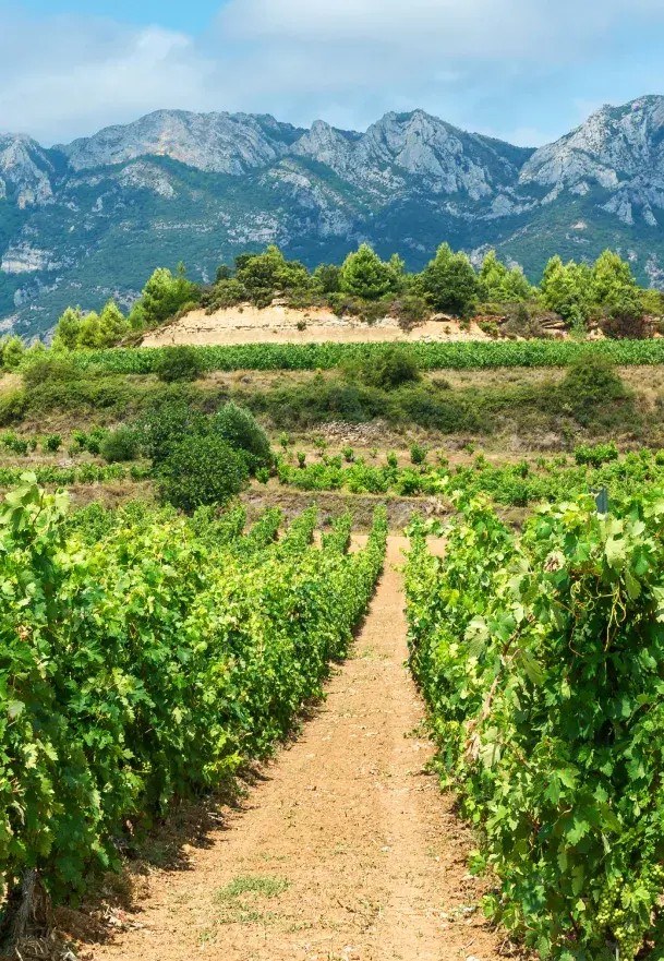 Bodegas Luis Alegre
