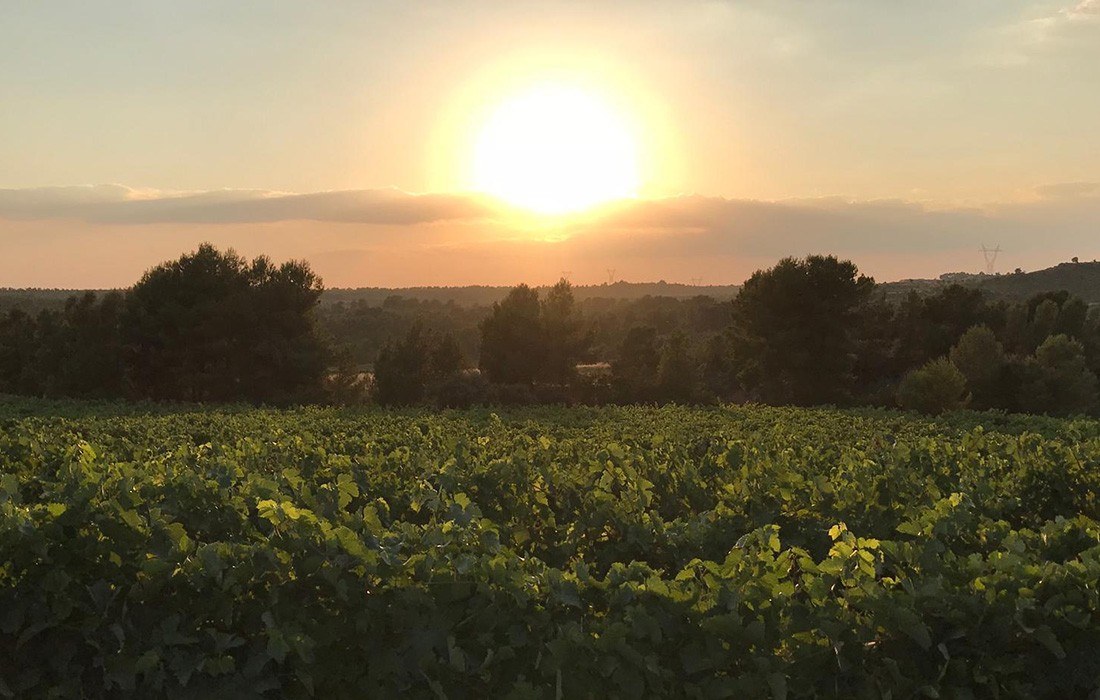 BODEGA Y VIÑEDOS SENTENCIA