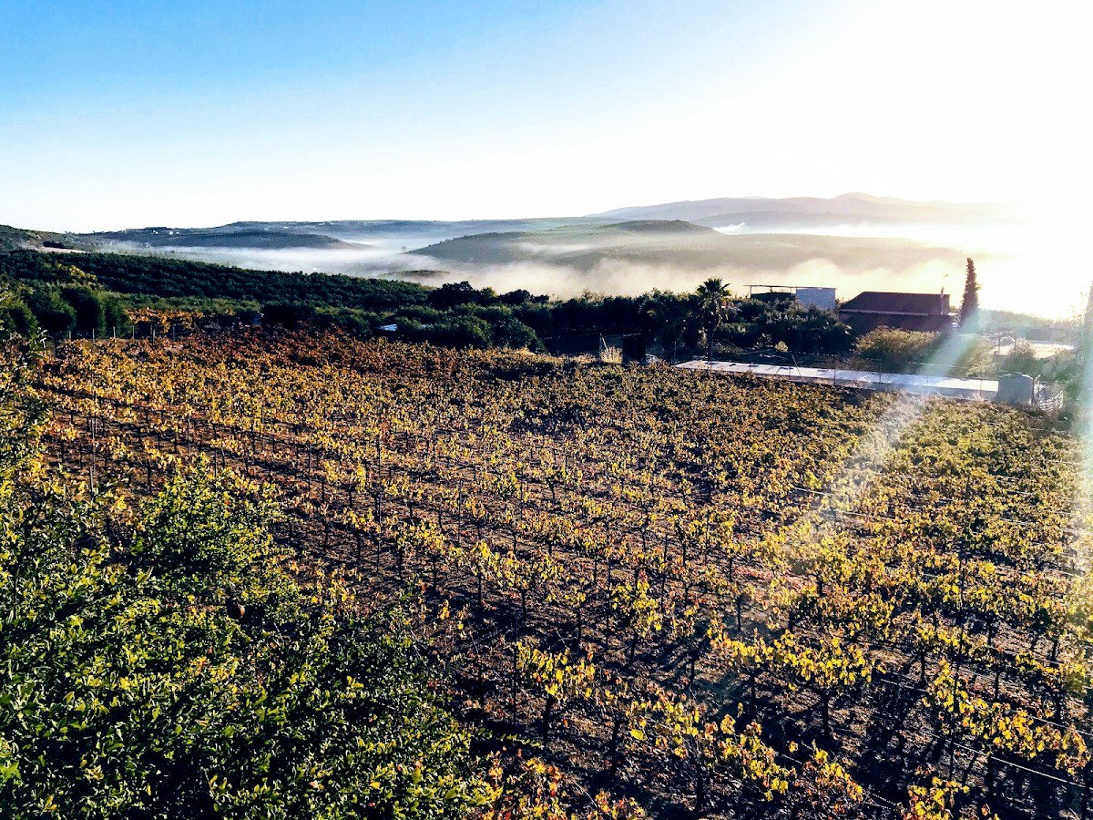 Marenas Viñedo y Bodega / Vinos Naturales