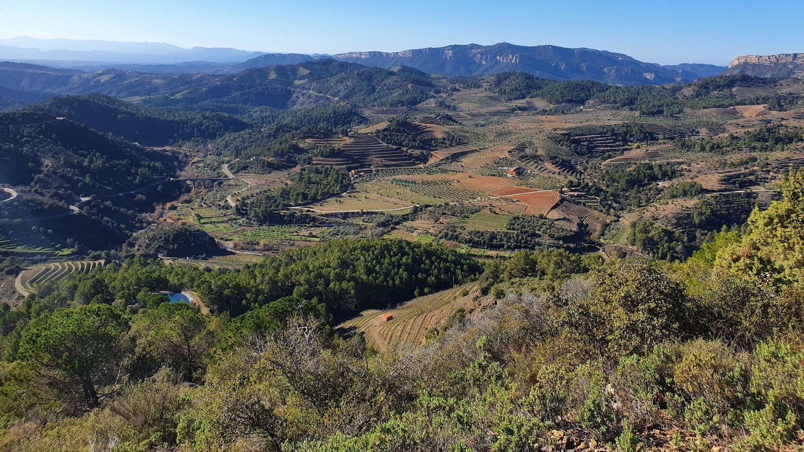 Bodega Bravo Escos