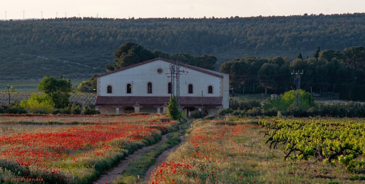 Bodegas Torrevellisca