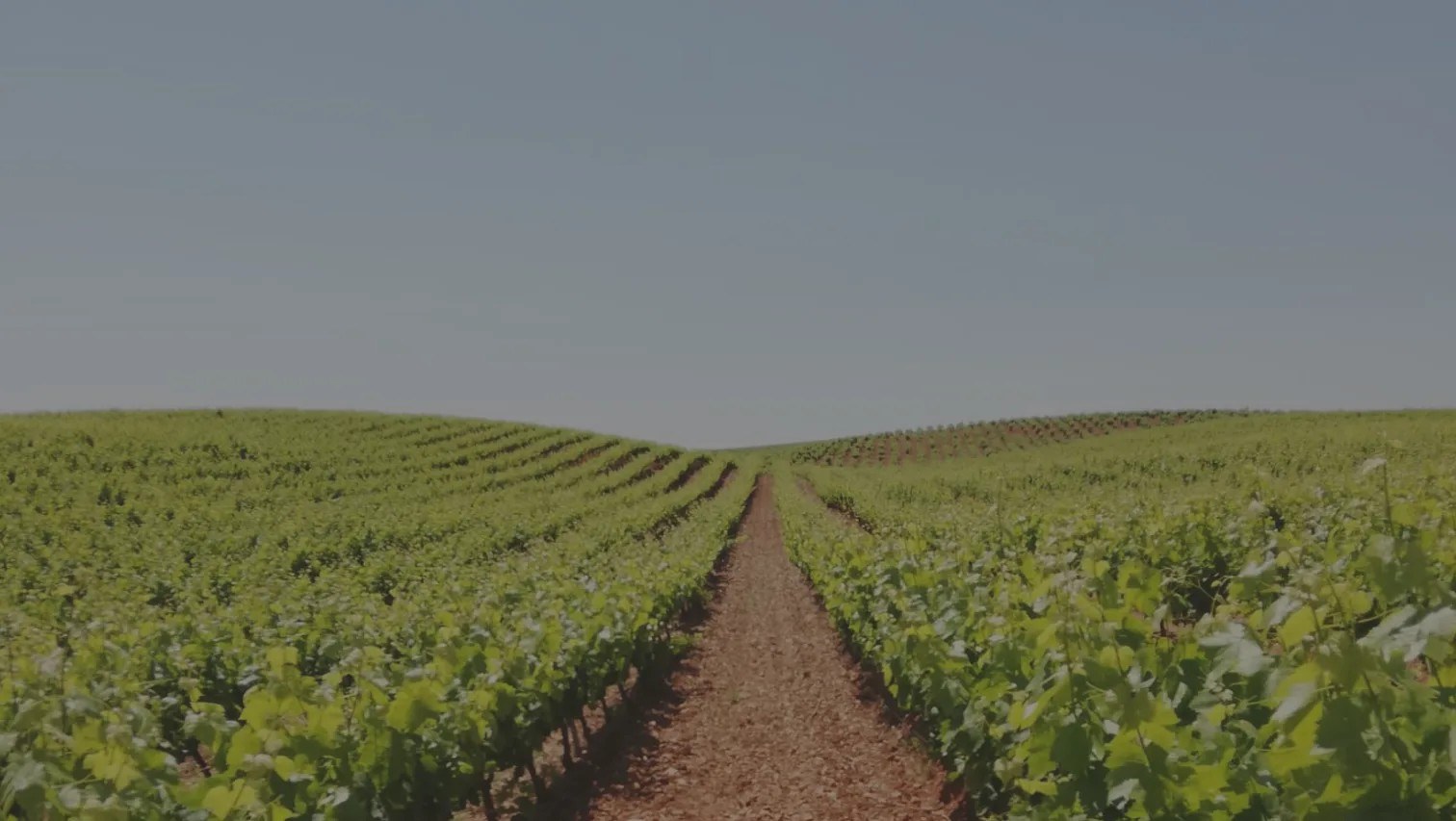 Bodegas Romeo Irisarri S.L.