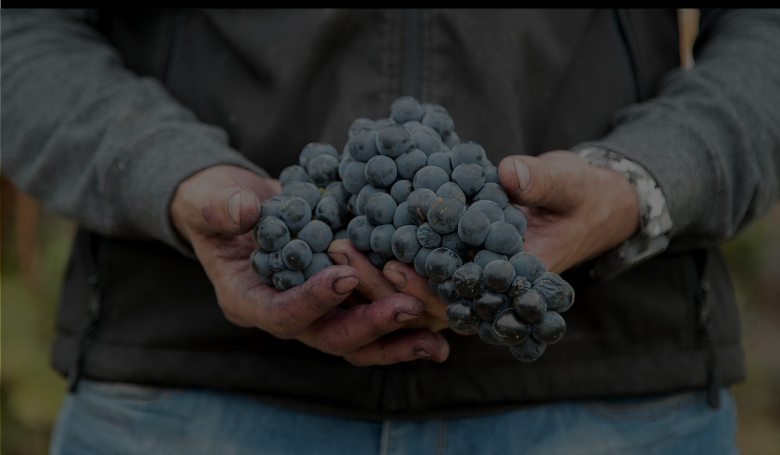 Bodegas Javier San Pedro Ortega