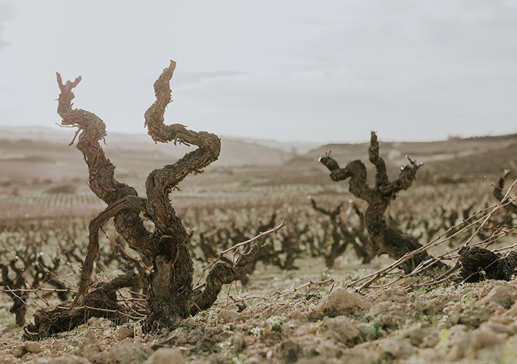 Bodegas y Viñedos Artadi
