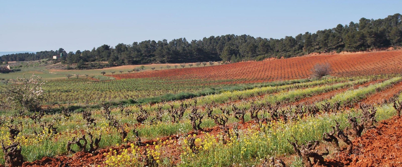 Bodega Mustiguillo S.A.