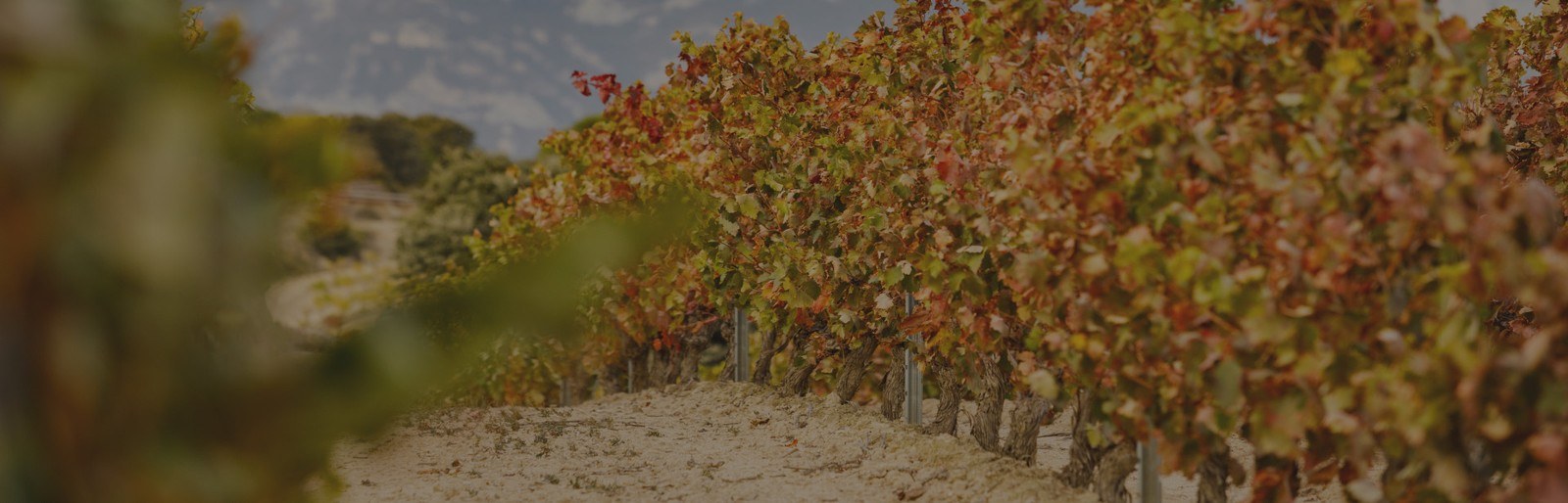 Bodega Bideona