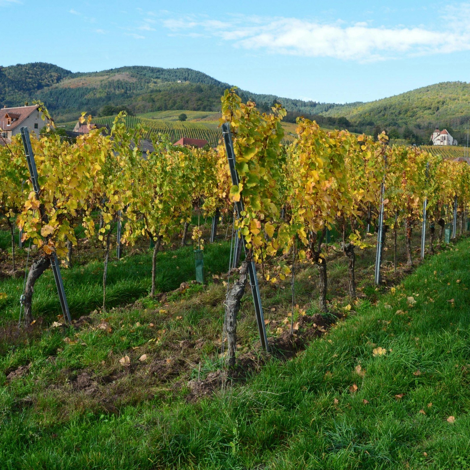 Celler MontPicolis