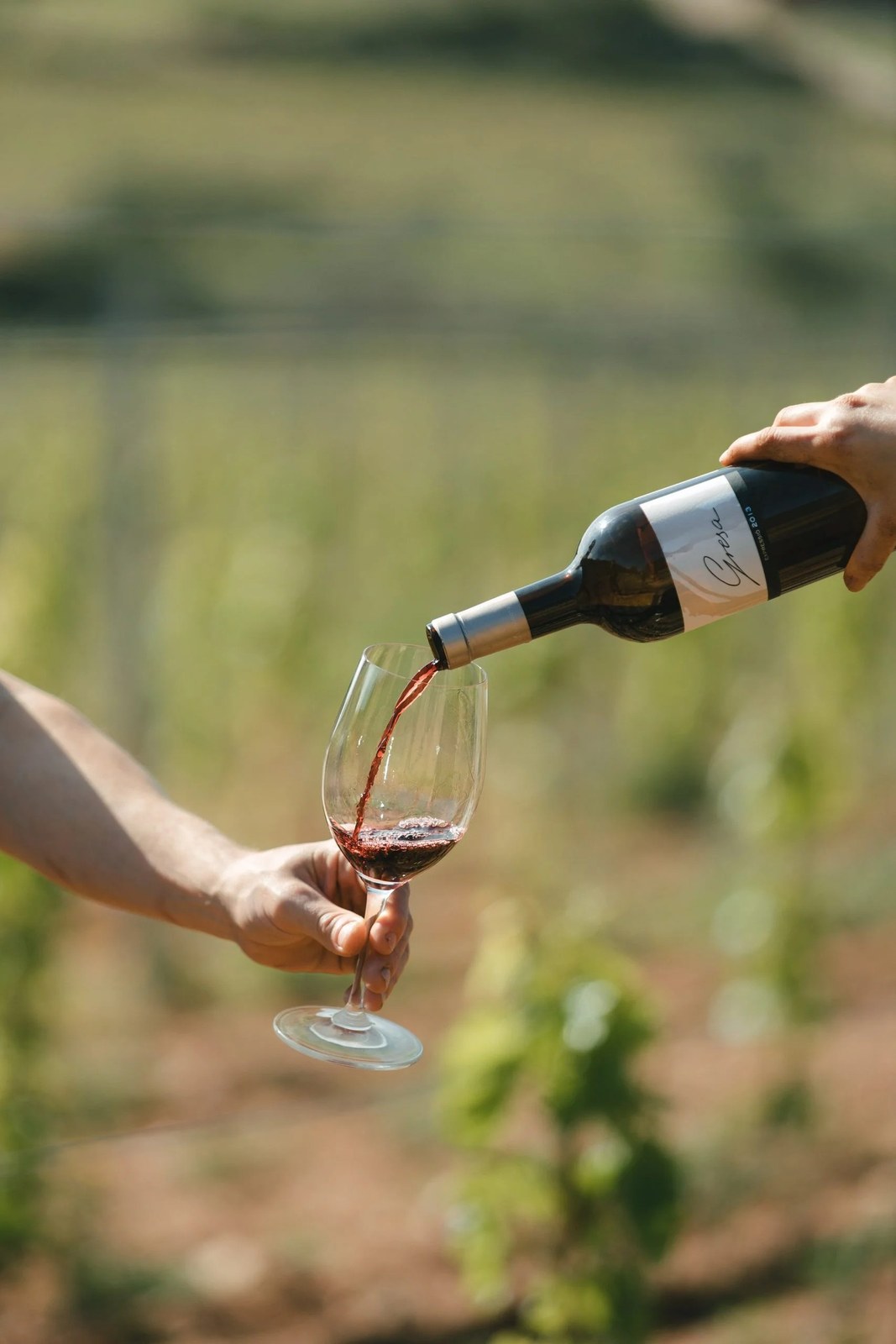 Vinyes d'Olivardots