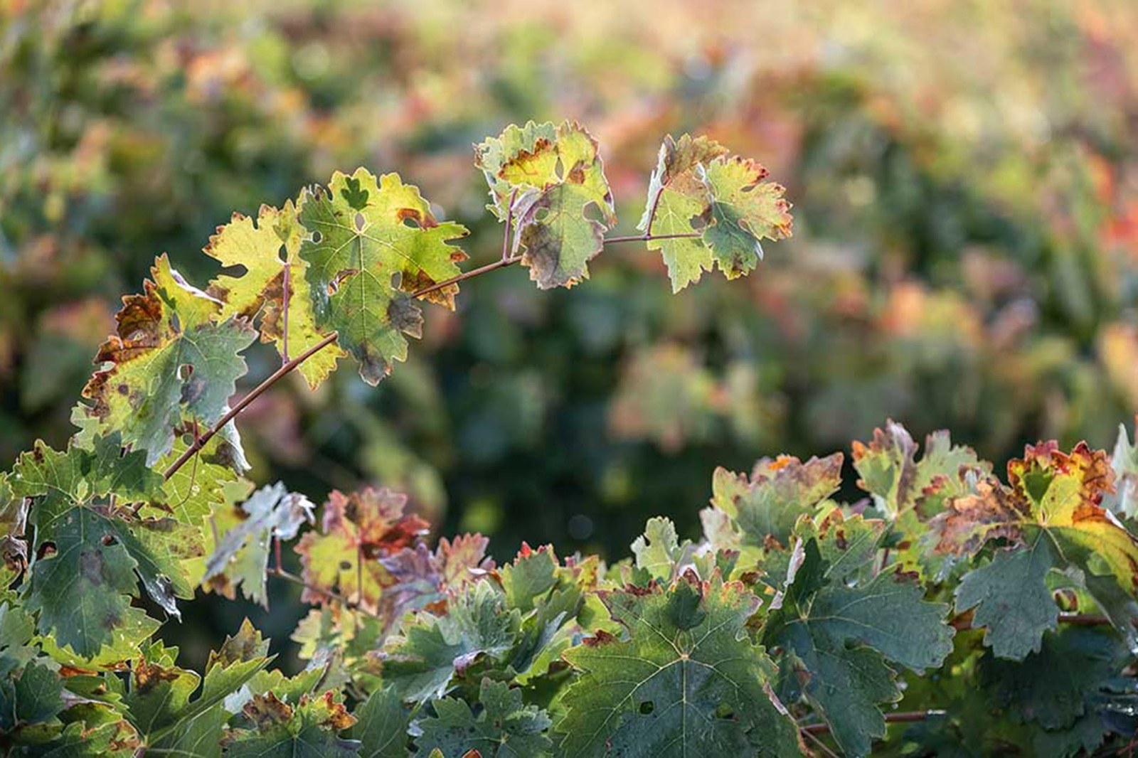 Pagos de Anguix - Ribera del Duero