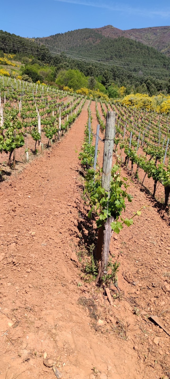 Bodega Fornos GRS