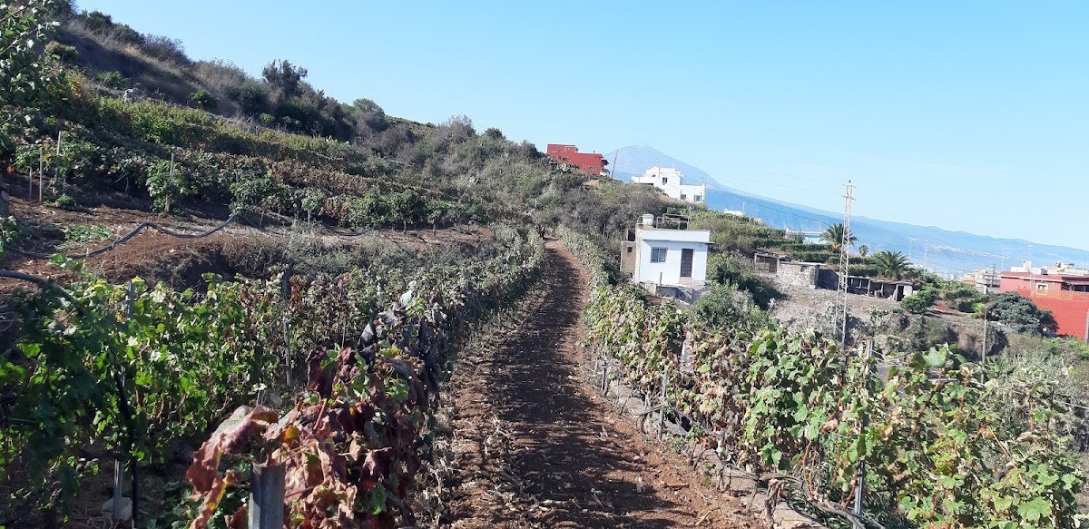 Bodega López Palacios