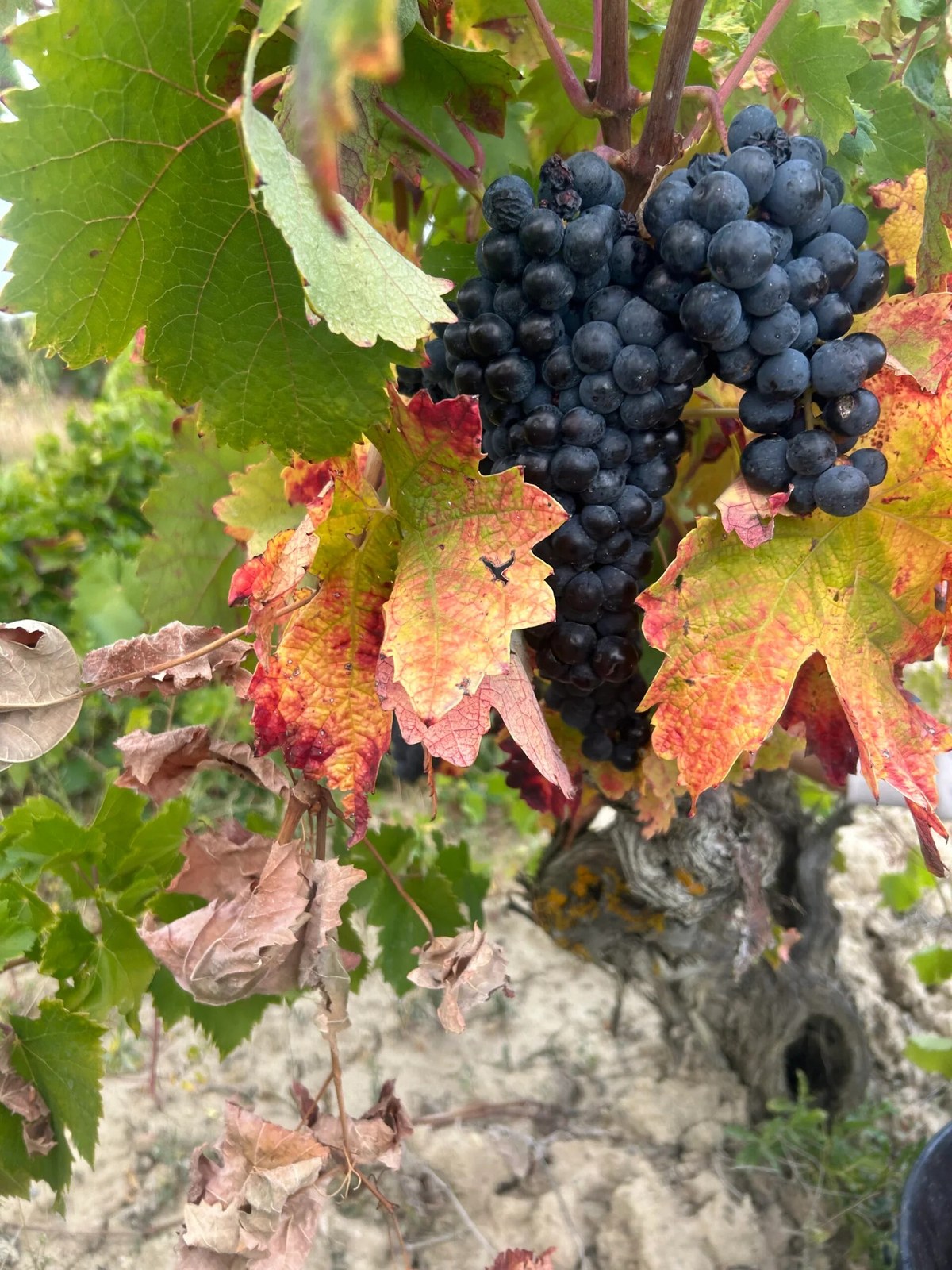 Bodegas y viñedos Bikain
