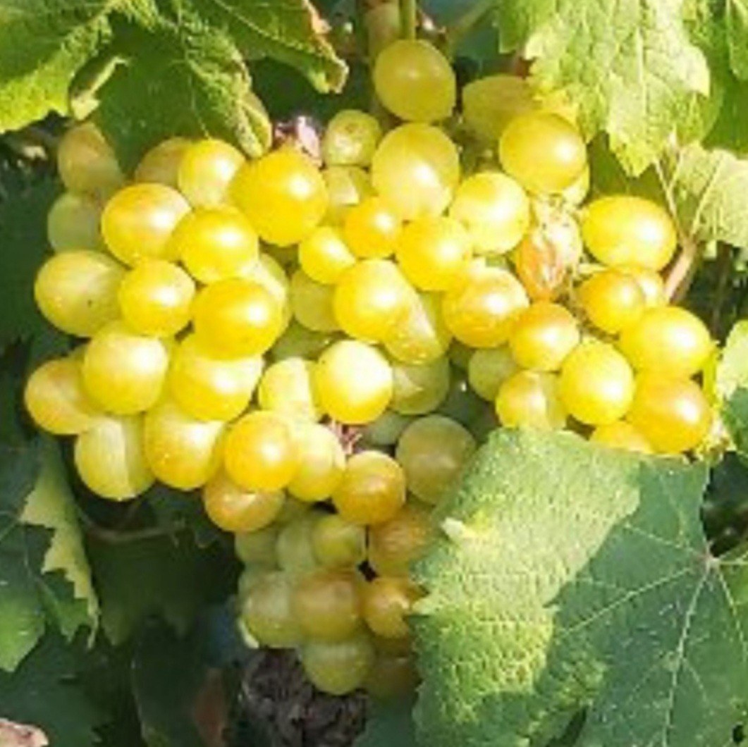 Bodegas Manilva