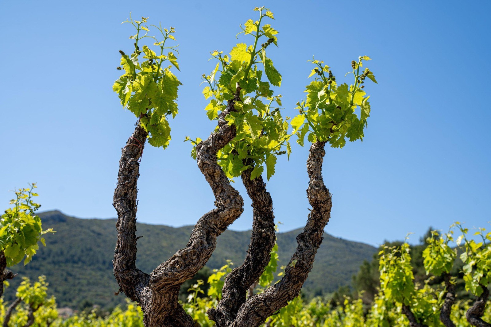 Bodega Pepe Mendoza Enoturismo en Alicante