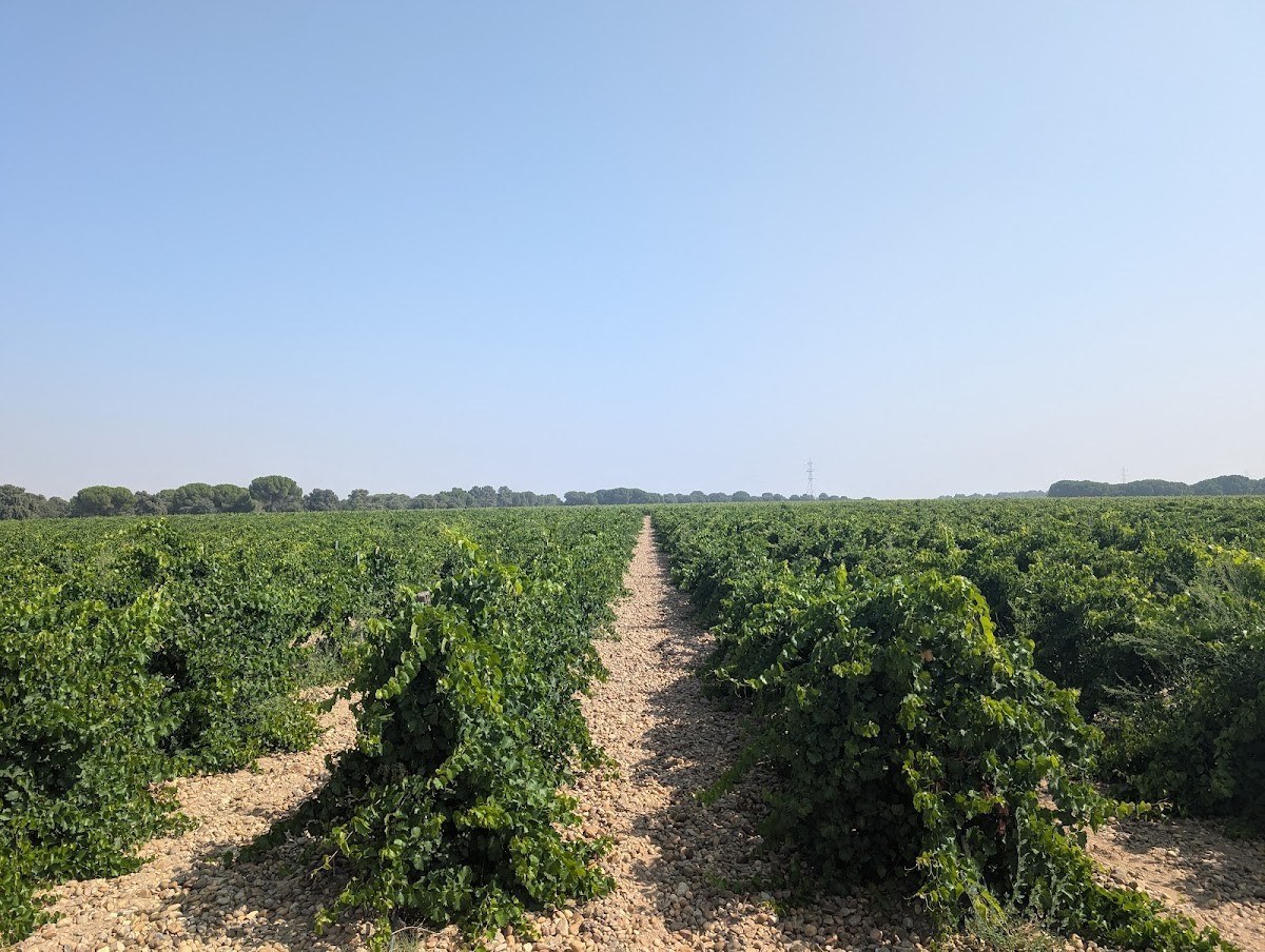Bodega Javier Sanz Viticultor