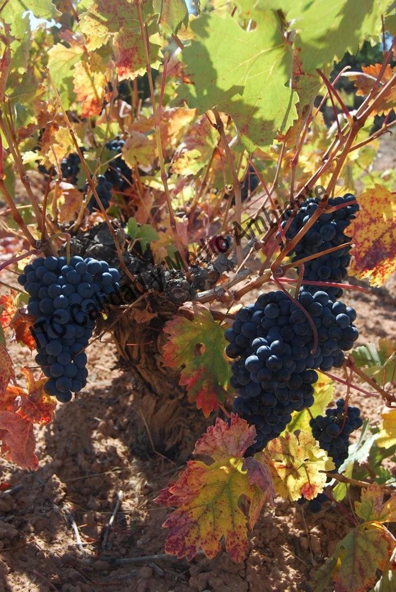 Vinícola de la Ribera del Duero