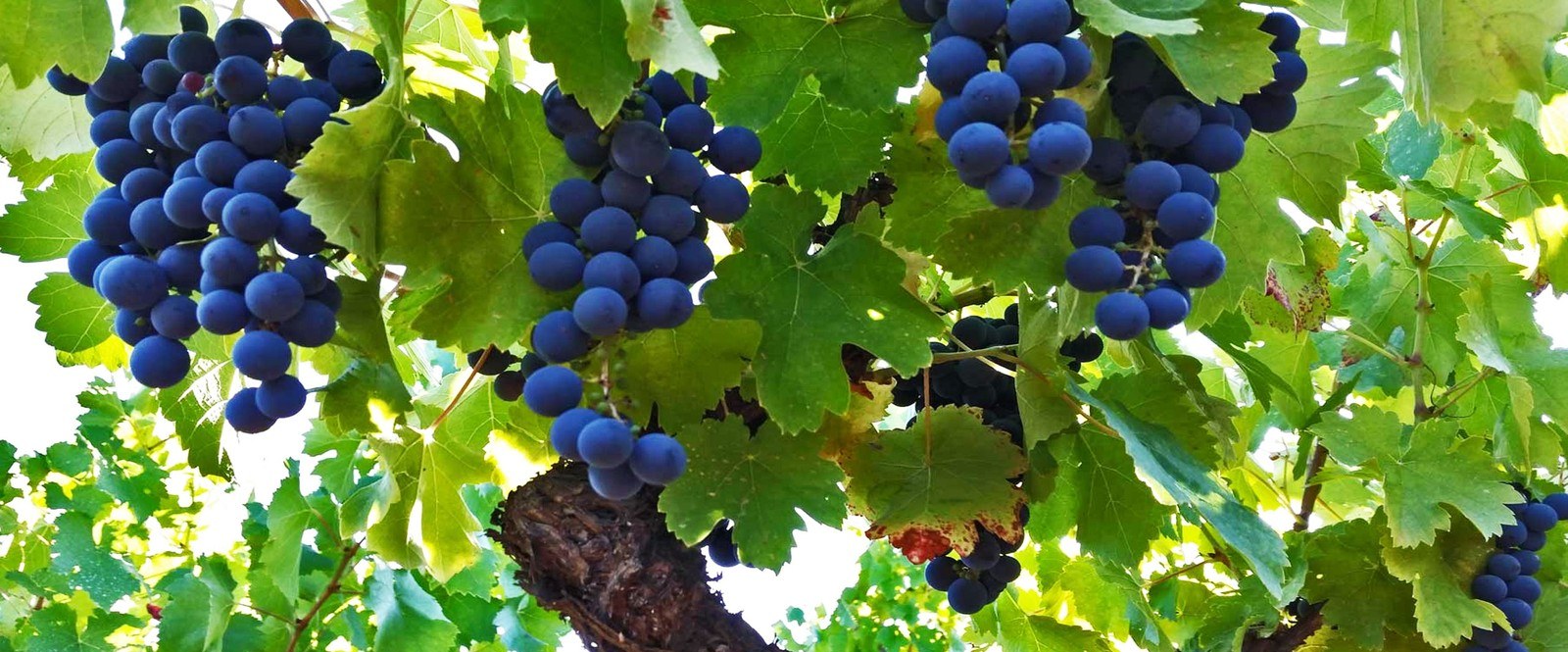 BODEGA GULLUFRE