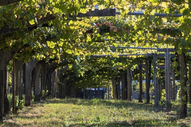 Bodega Veiga Serantes