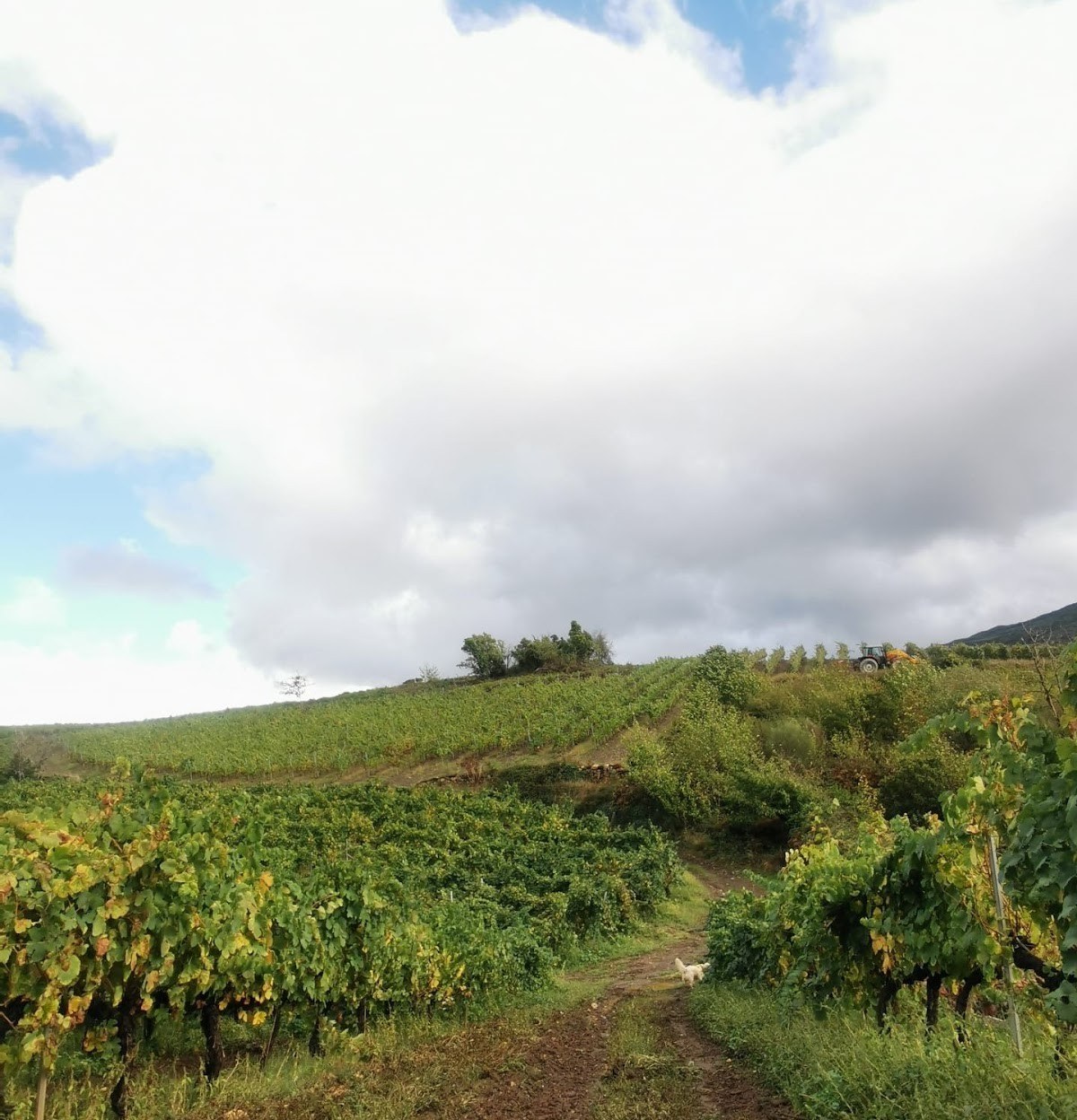 Bodega Testeiro