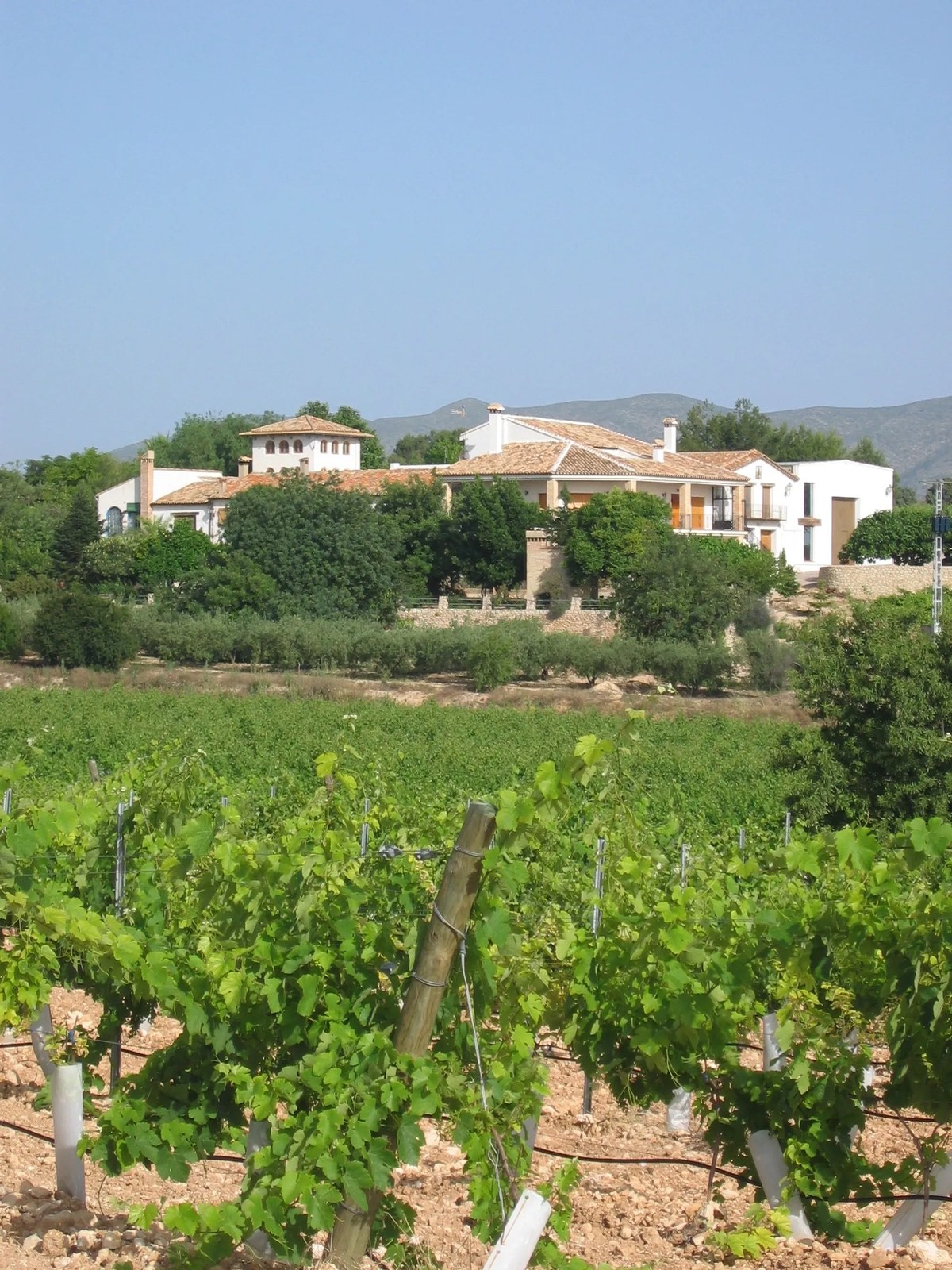Bodega La Casa De Las Vides