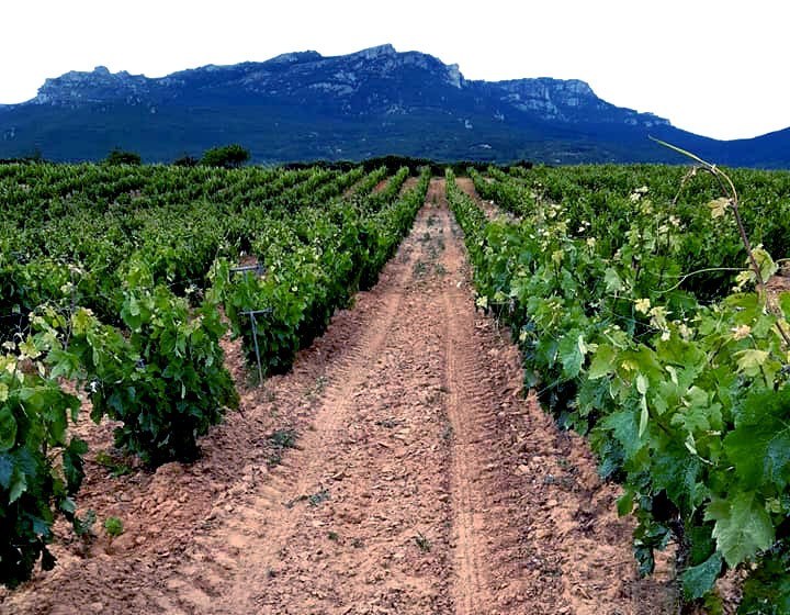 Bodega Viña Ane "Monge - Garbati"
