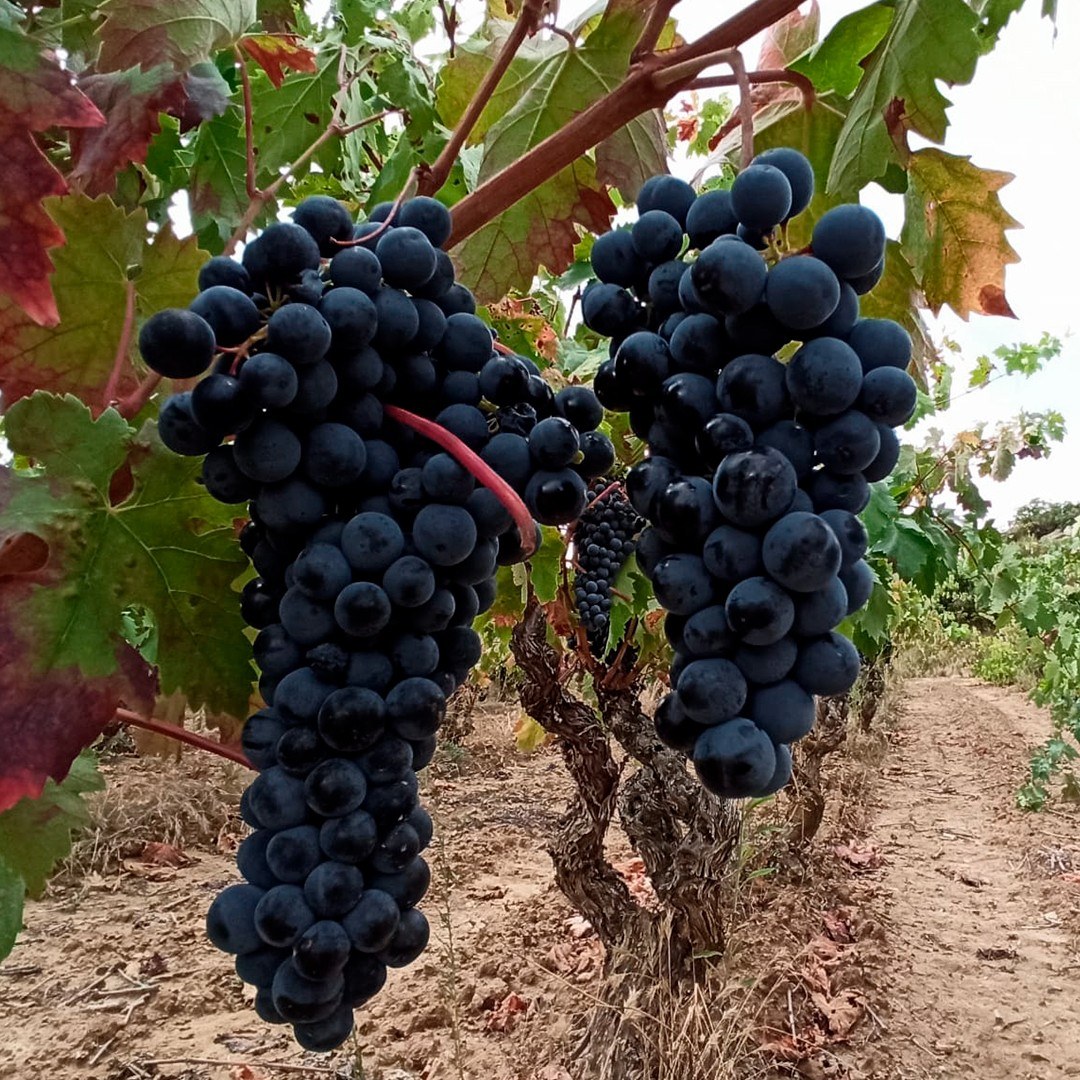 Bodegas Ruiz De Viñaspre S L