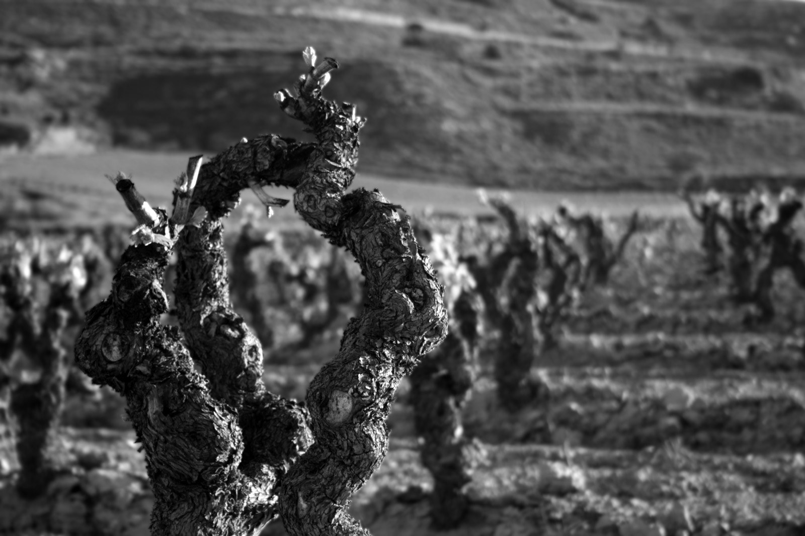 Bodegas Moraza
