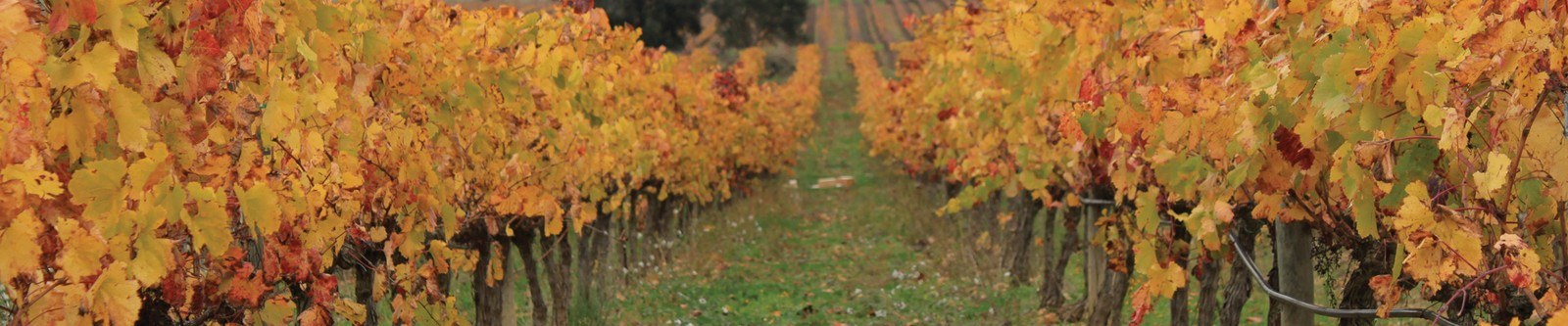 Bodega Finca Son Bordils