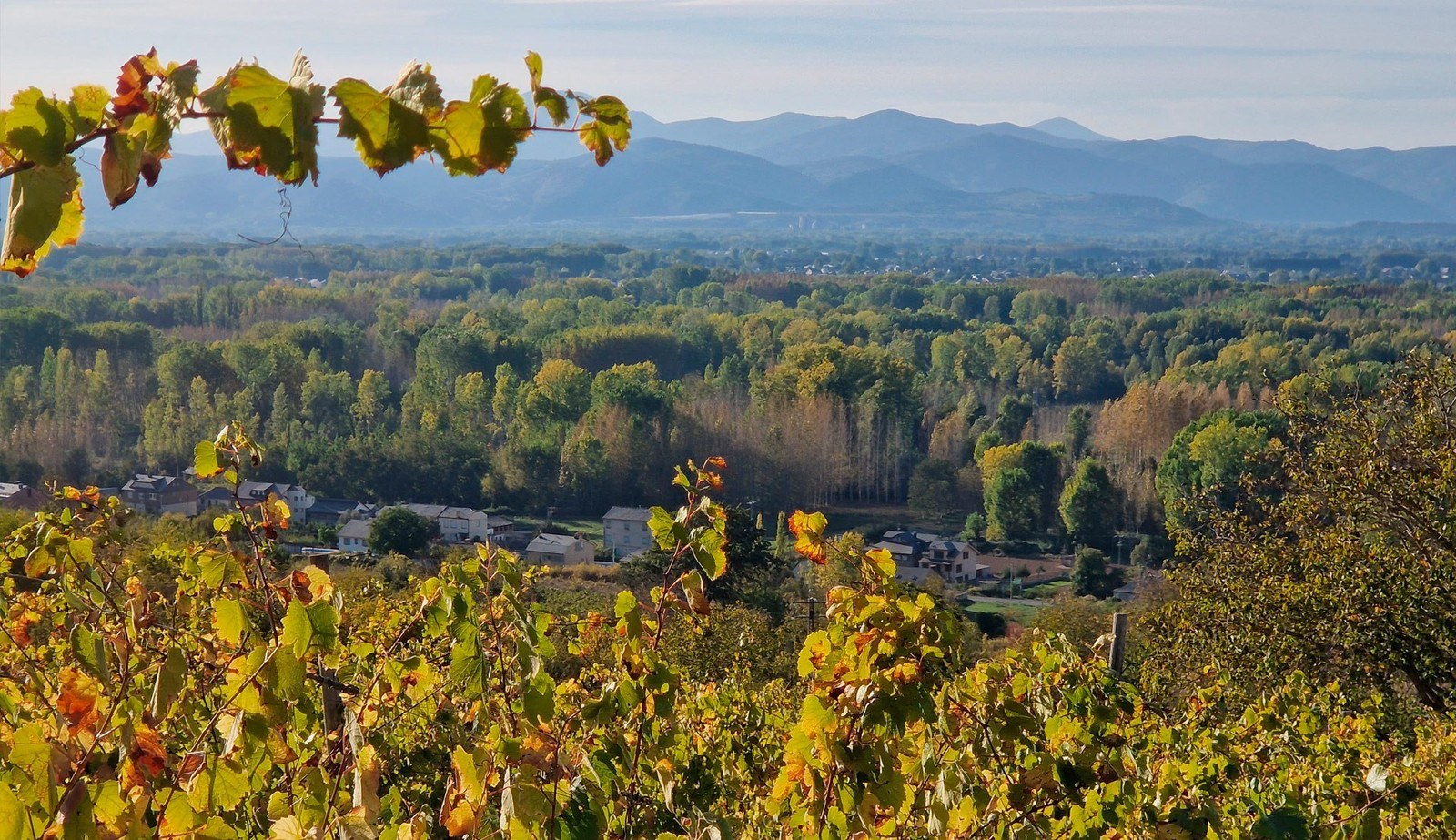 Bodegas Tellus Mater