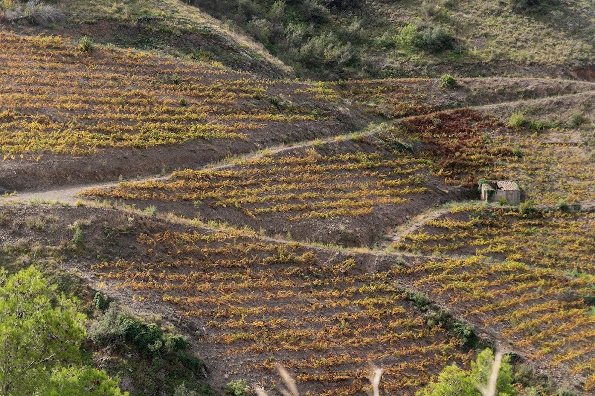 Celler Família Peyri