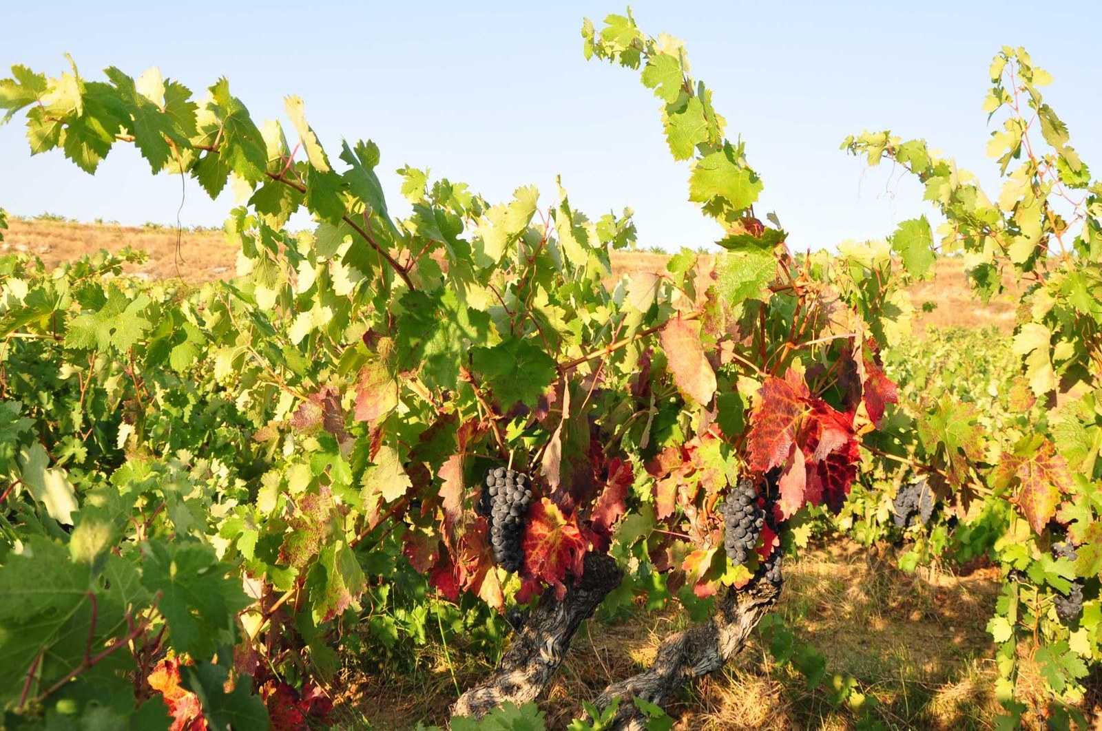 Bodega Hermanos Frías del Val