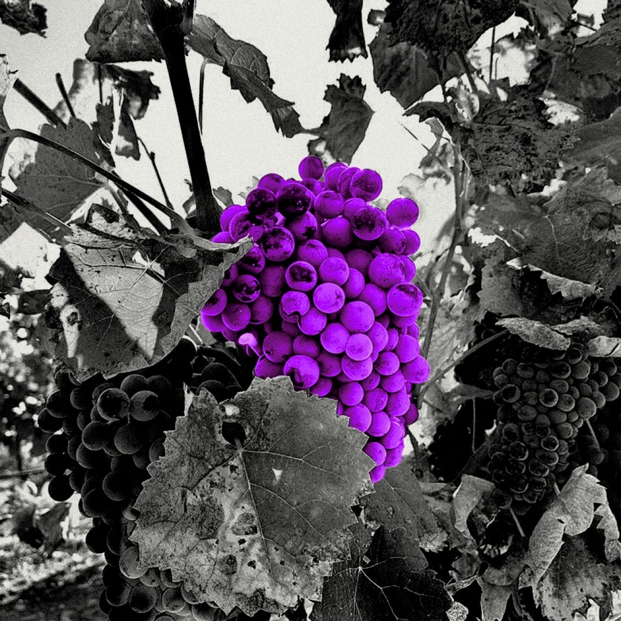 Bodega Conde de Montornés