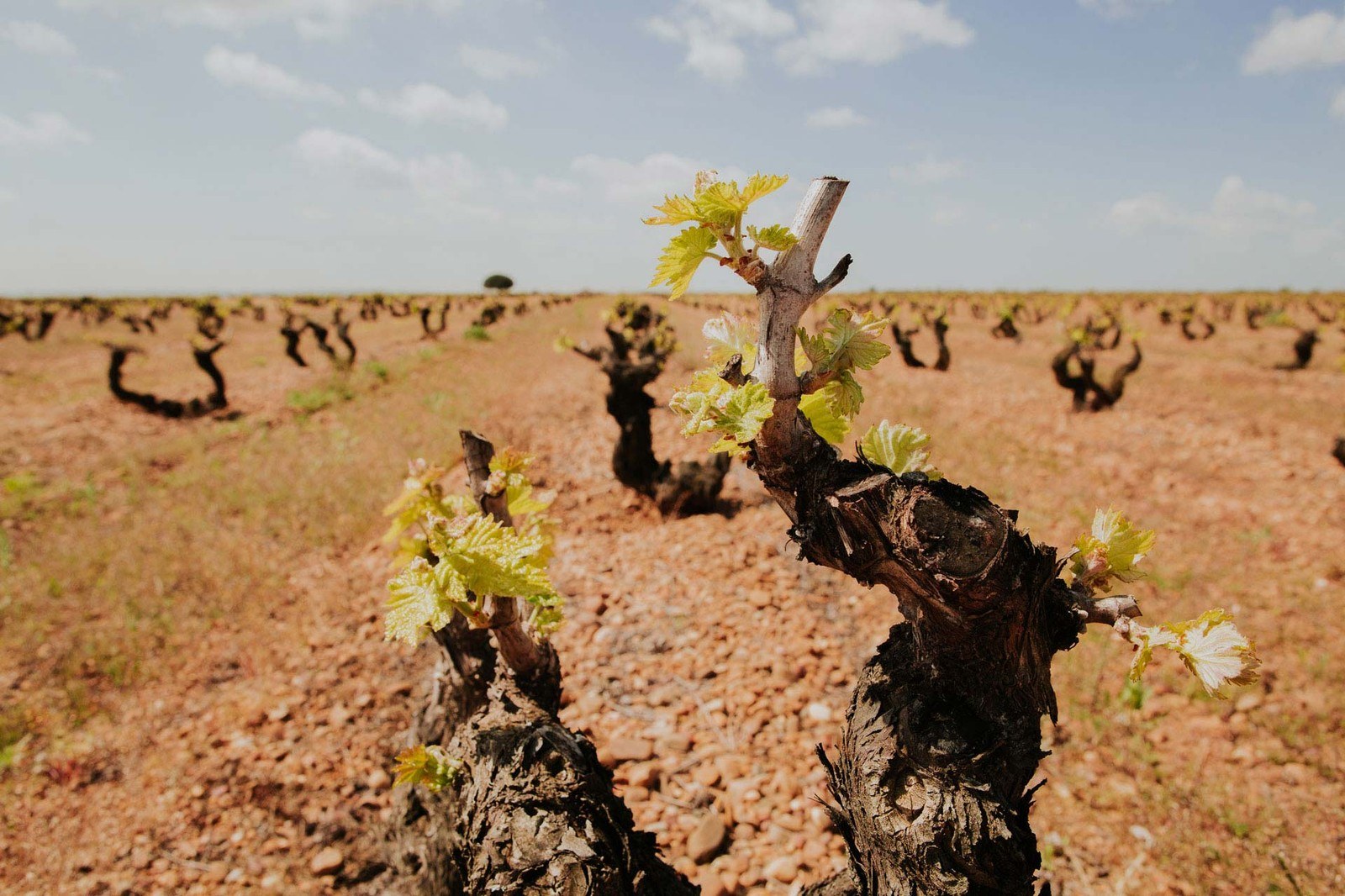 Bodegas Salvueros